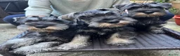 Mini Schnauzer cani in vendita: Schnauzer nano  a Città Metropolitana di Napoli - Annuncio 5