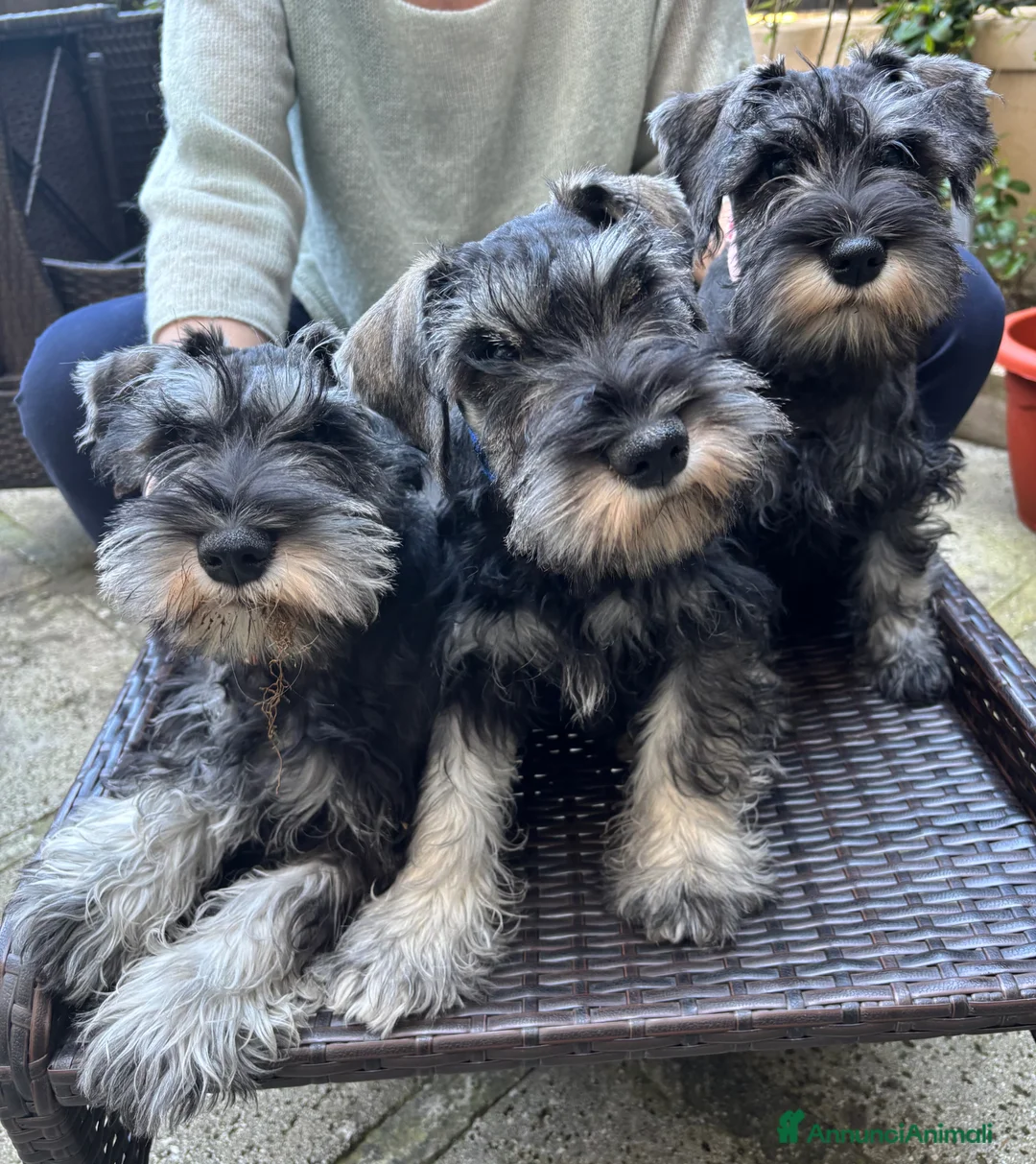 Mini Schnauzer cani in vendita: Schnauzer nano  a Città Metropolitana di Napoli - Annuncio 5