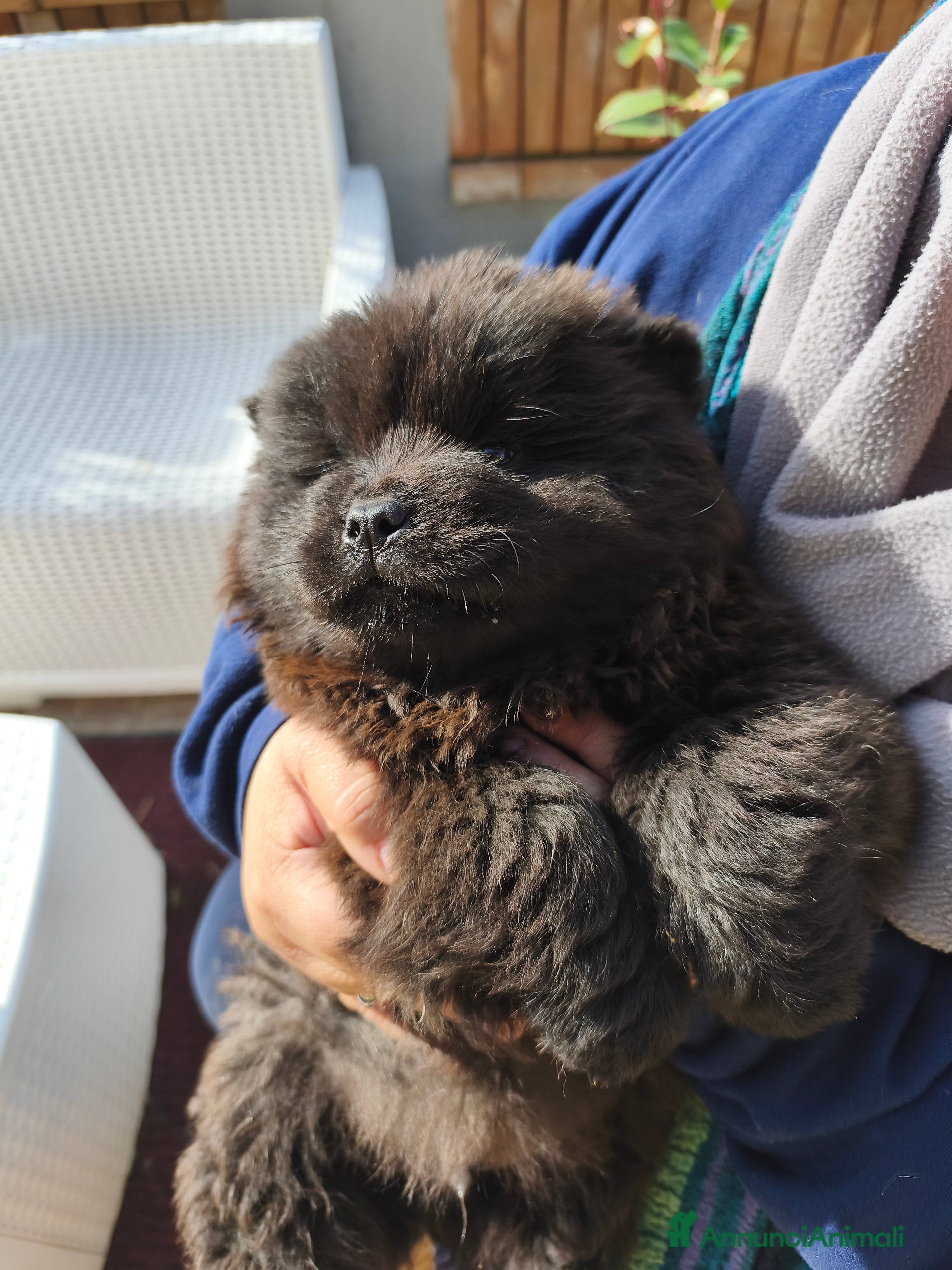 Chow Chow cani Cuccioli di cane Chow chow  - Annuncio 2