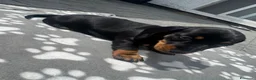 Bassotto cani in vendita: Bassoti Nani - Annuncio 5