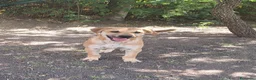 Meticcio cani in regalo: Cucciolo - Annuncio 1