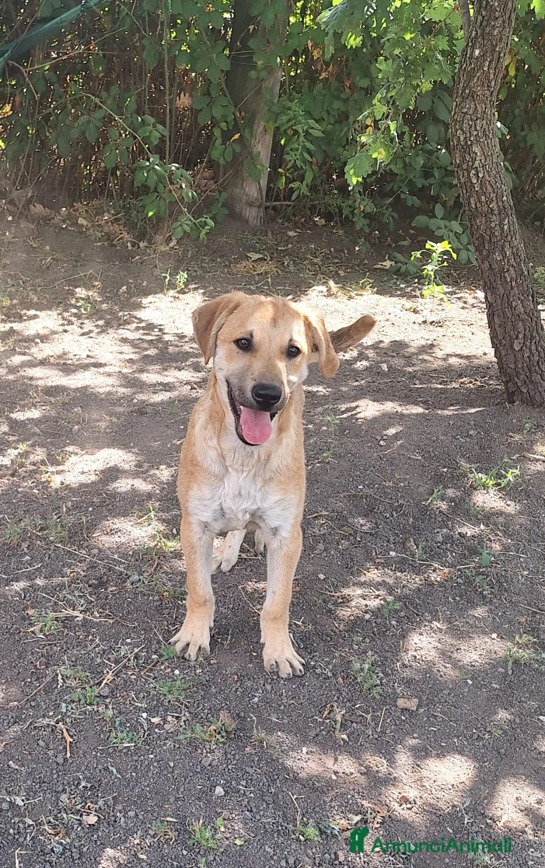 Meticcio cani in regalo: Cucciolo - Annuncio 1