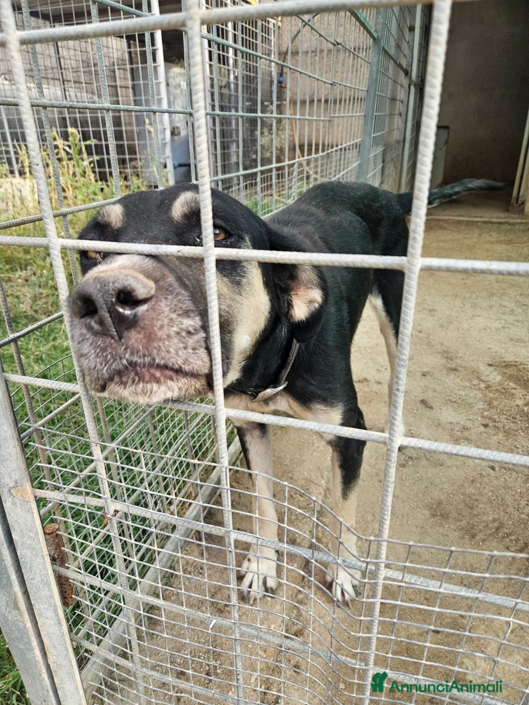 Meticcio cani in regalo: Fabrizia: taglia grande, dolce ed equilibrata  - Annuncio 8