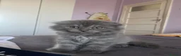 Scottish gatti in vendita: Gatti Scottish Fold e Scottish Straight - Annuncio 6