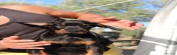 Dobermann cani in vendita: Cuccioli di Dobermann  - Annuncio 6