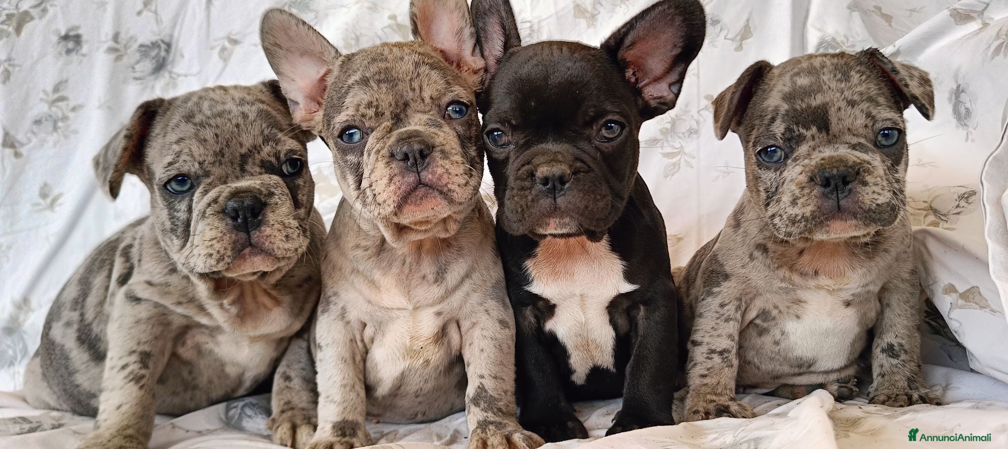 Bulldog Francese cani Spettacolari bulldog francese cuccioli  - Annuncio 3