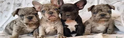 Bulldog Francese cani in vendita: Spettacolari bulldog francese cuccioli  - Annuncio 1