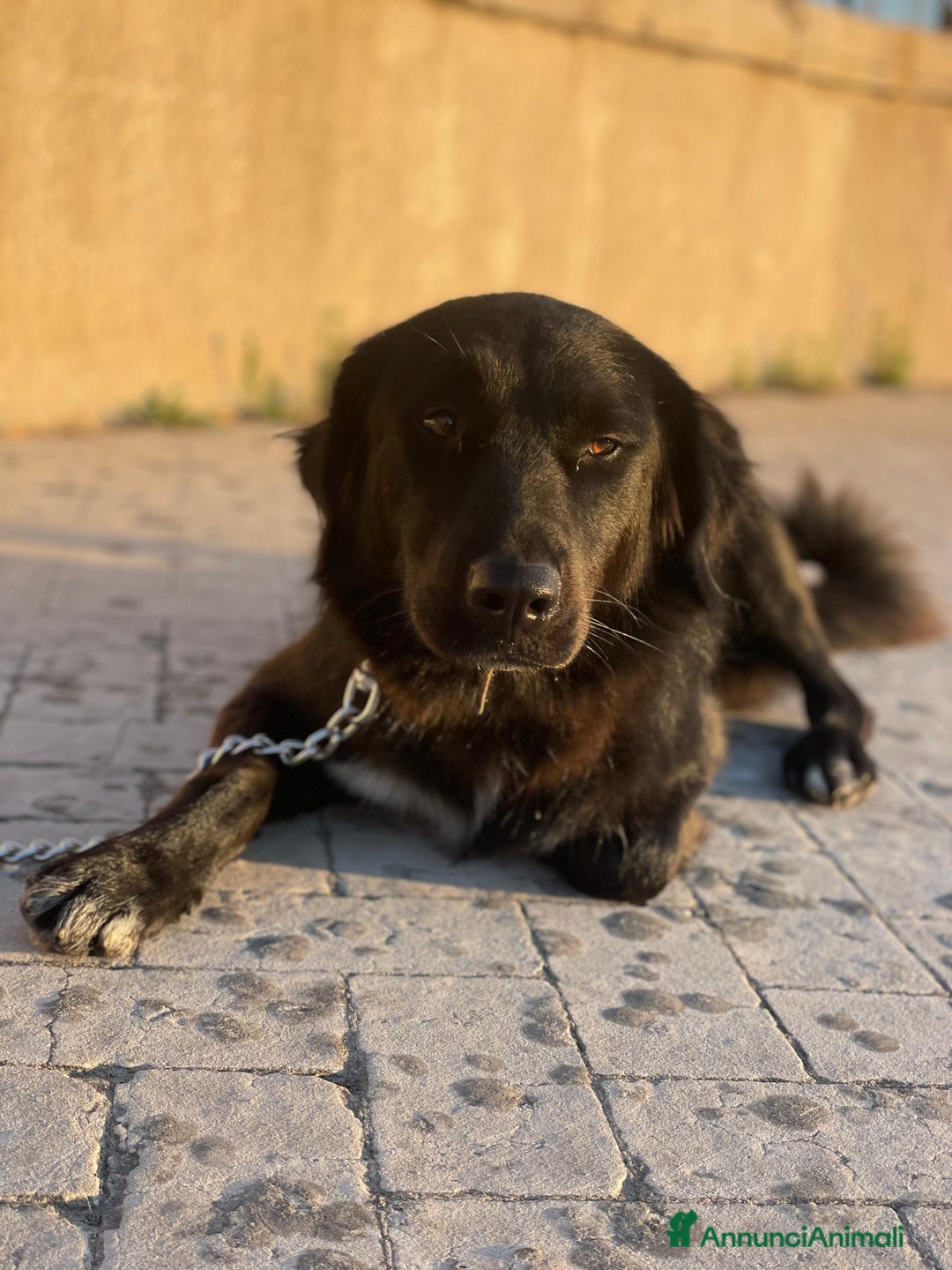 Meticcio cani in regalo: Diana dolcissima cagnolona - Annuncio 4