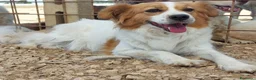 Meticcio cani in regalo: Gemma 3 anni e mezzo cerca casa tg medio piccola - Annuncio 3