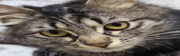 Siberiano gatti in vendita: Cuccioli di siberiano  - Annuncio 1