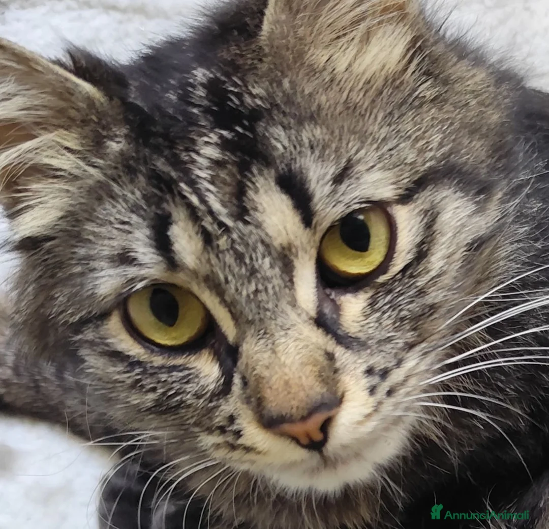 Siberiano gatti in vendita: Cuccioli di siberiano  - Annuncio 1