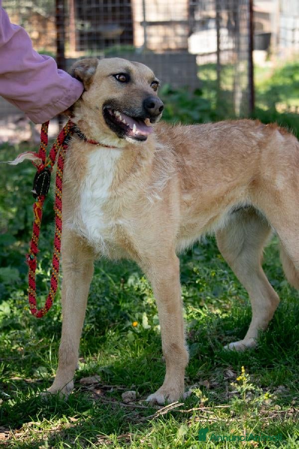 Altre razze cani Hey Jude! a Provincia di Alessandria - Annuncio 2