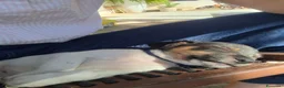 Jack Russell cani in vendita: Cuccioli di jack russel  a Provincia di Lecce - Annuncio 4
