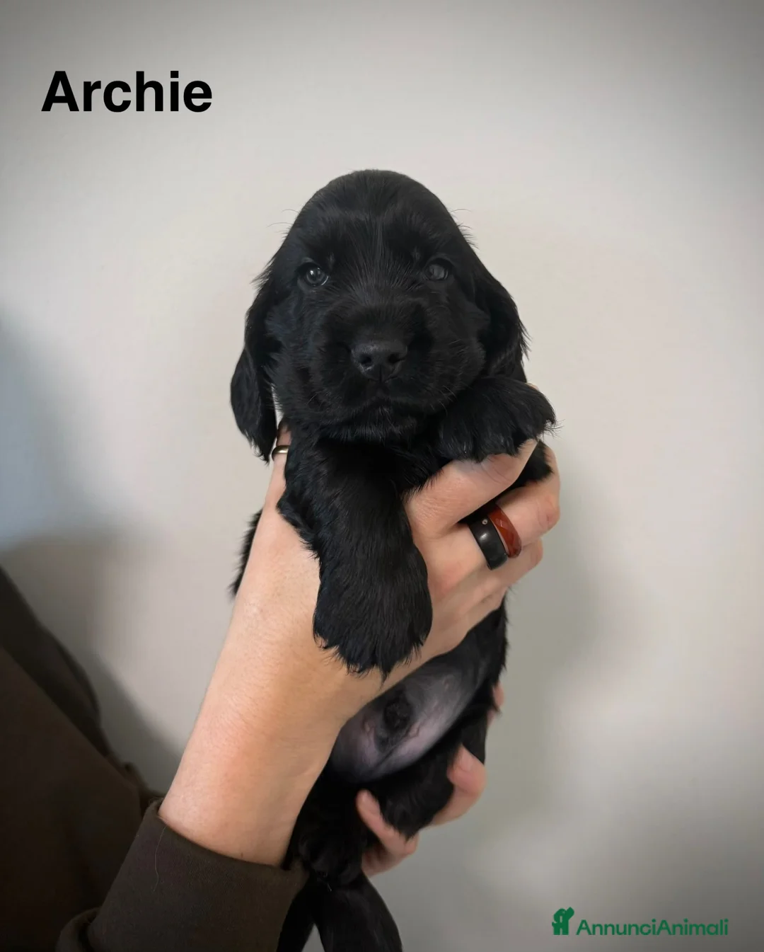 Cocker cani in vendita: Cuccioli English Cocker Spaniel con Pedigree ENCI - Annuncio 4