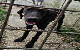 Meticcio cani in regalo: Silvio 5 mesi taglia media  - Immagine 4