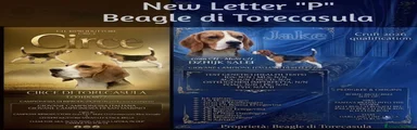 Beagle 4