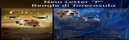 Beagle cani in vendita: Cuccioli di Beagle taglia piccola in standard  a Città metropolitana di Sassari - Annuncio 6