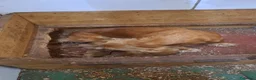 Cocker cani in vendita: NATI OGGI Cuccioli di COCKER - Annuncio 3