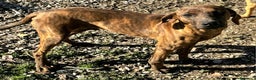 Segugio Maremmano cani in regalo: Sansone 6 mesi taglia media  - Annuncio 5