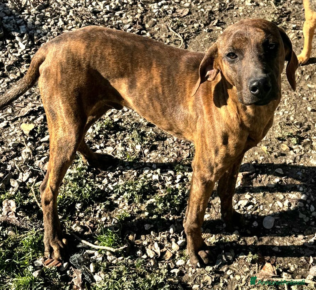 Segugio Maremmano cani in regalo: Sansone 6 mesi taglia media  - Annuncio 5