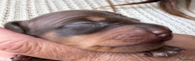 Bassotto Nano 5