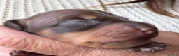 Bassotto Nano cani in vendita: Bassotto tedesco nano pelo corto choco e neri - Annuncio 5