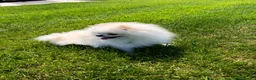 Volpino Pomerania cani per accoppiamento: Pomerania nano con pedigree disp.x monte/accopp. - Annuncio 2