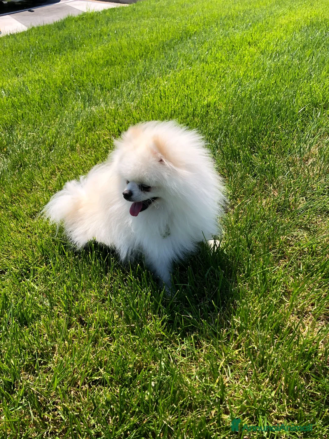Volpino Pomerania cani per accoppiamento: Pomerania nano con pedigree disp.x monte/accopp. - Annuncio 2