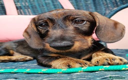 Bassotto cani in vendita: Cucciolo di bassotto a pelo duro a Provincia di Biella - Immagine 2