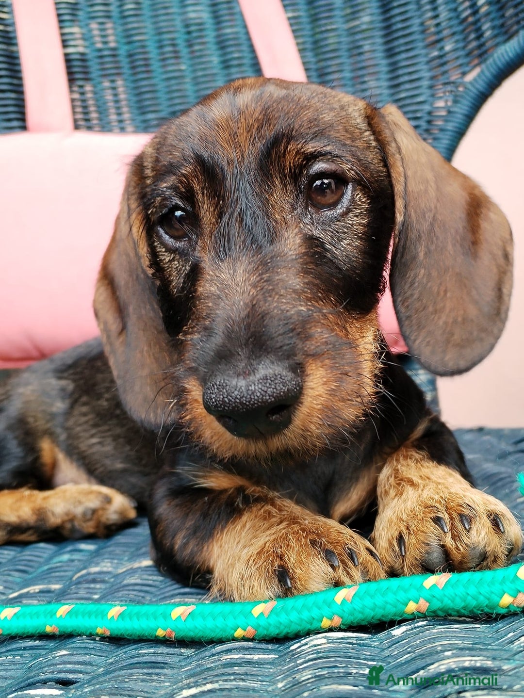 Bassotto cani in vendita: Cucciolo di bassotto a pelo duro a Provincia di Biella - Immagine 2