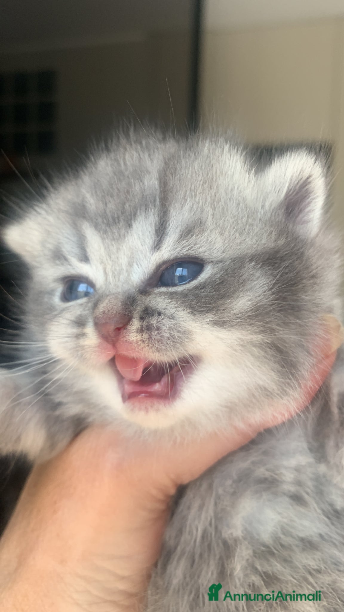 British gatti British shorthair e longhair - Annuncio 2