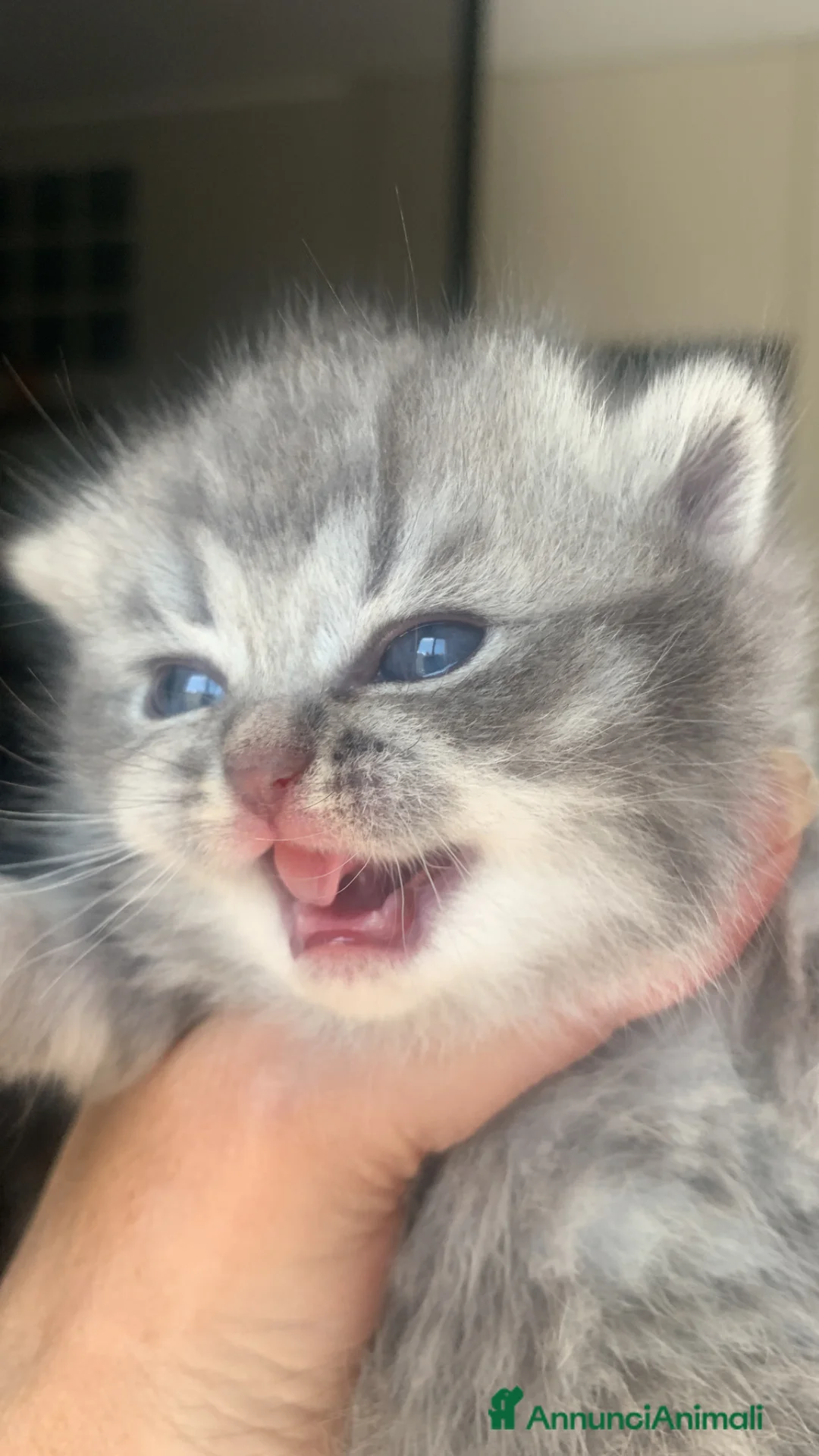 British gatti in vendita: British shorthair e longhair - Annuncio 1