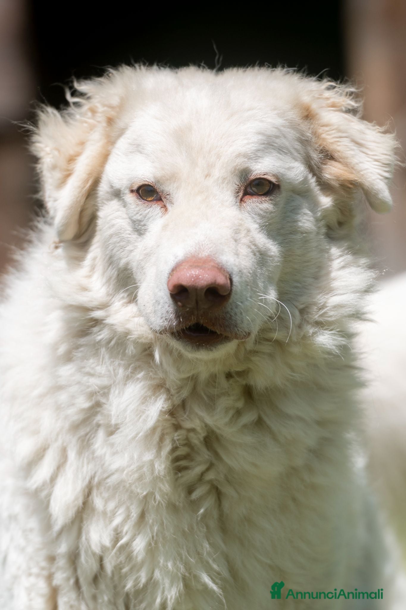 Meticcio cani FULVIO STA PERDENDO LE SPERANZE, IN ADOZIONE - Annuncio 5