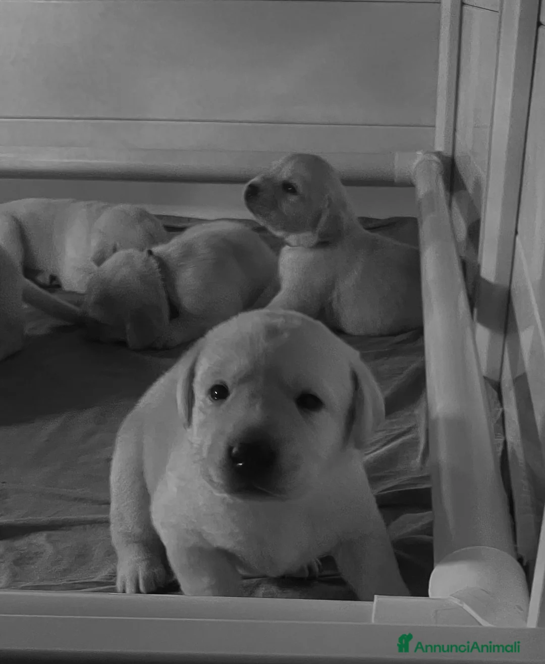 Labrador cani in vendita: Cuccioli di Labrador  - Annuncio 10
