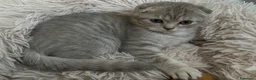 Scottish gatti in vendita: Impossibile non innamorarsi di lui! 🤎 - Annuncio 4