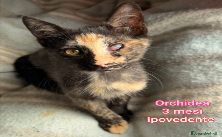 Altre razze gatti - Annuncio 8