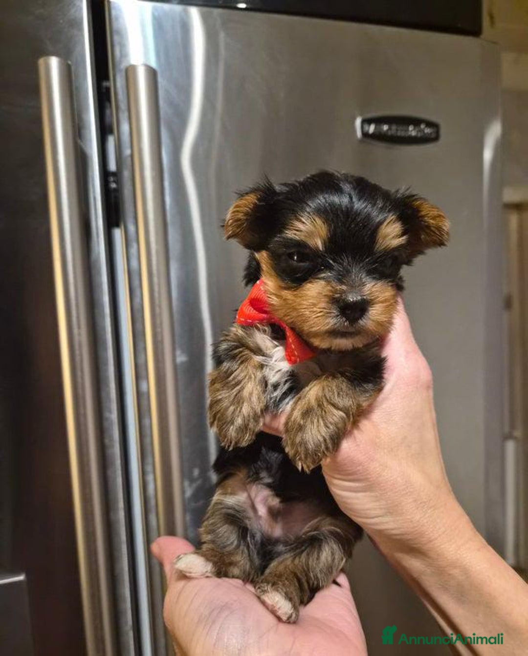 Yorkshire cani in vendita: Bellissimi cuccioli di Yorkshire miniatura da 300g - Annuncio 4