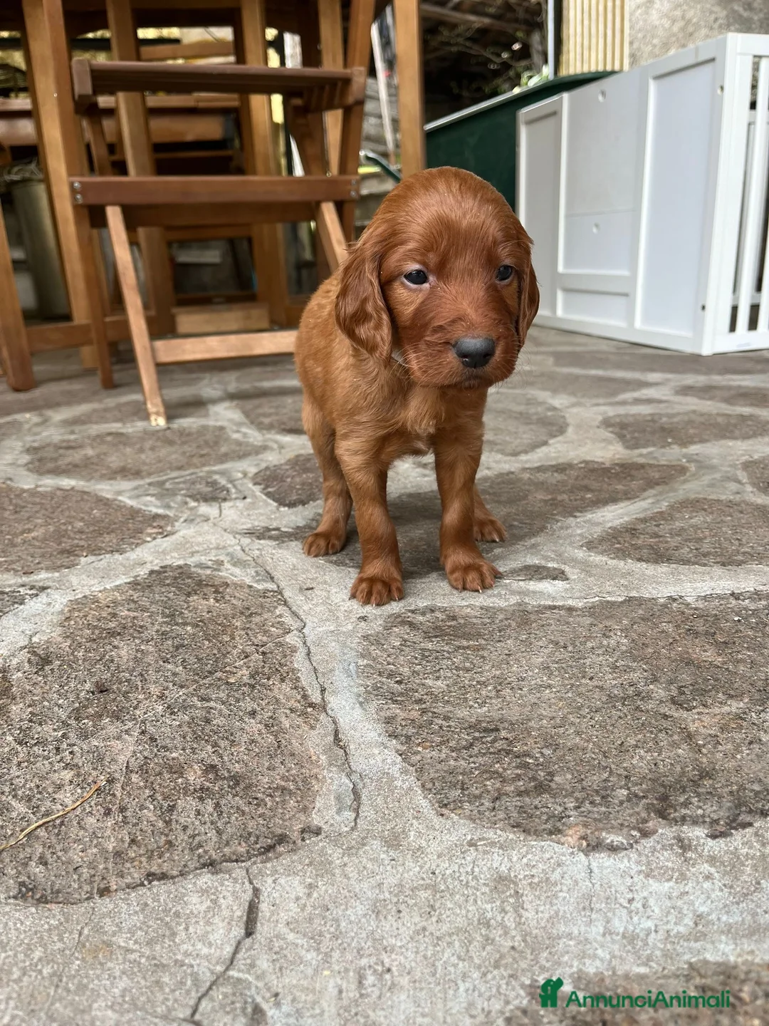 Setter Irlandese cani in vendita: Ultimi 4 cuccioli di setter irlandese  a Provincia di Lucca - Annuncio 2