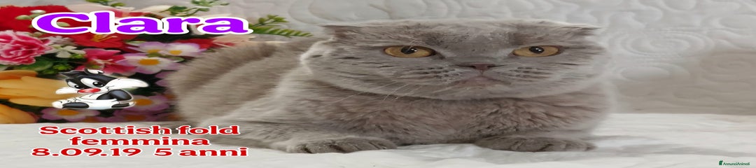 Scottish Gattino 4
