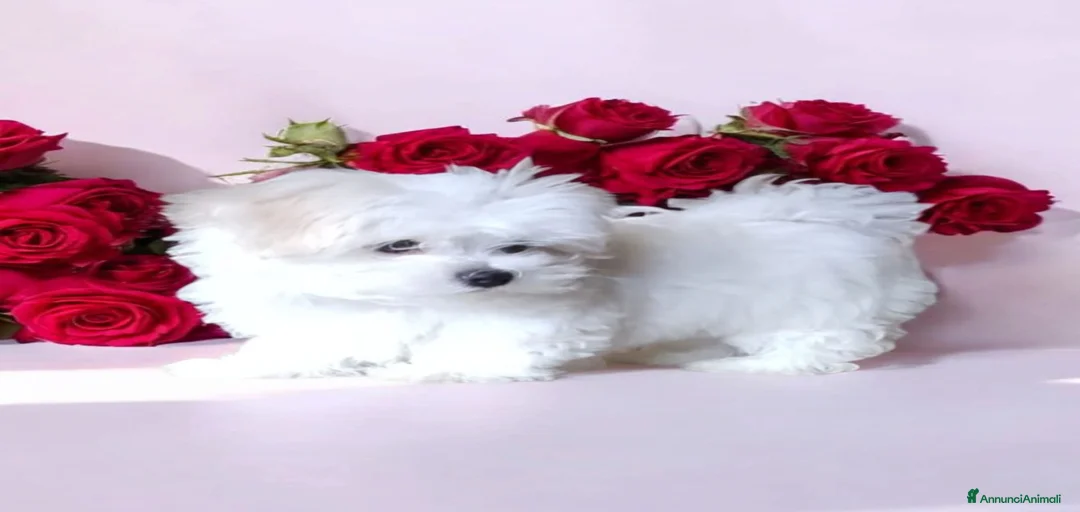 Immagine della galleria {{count}}