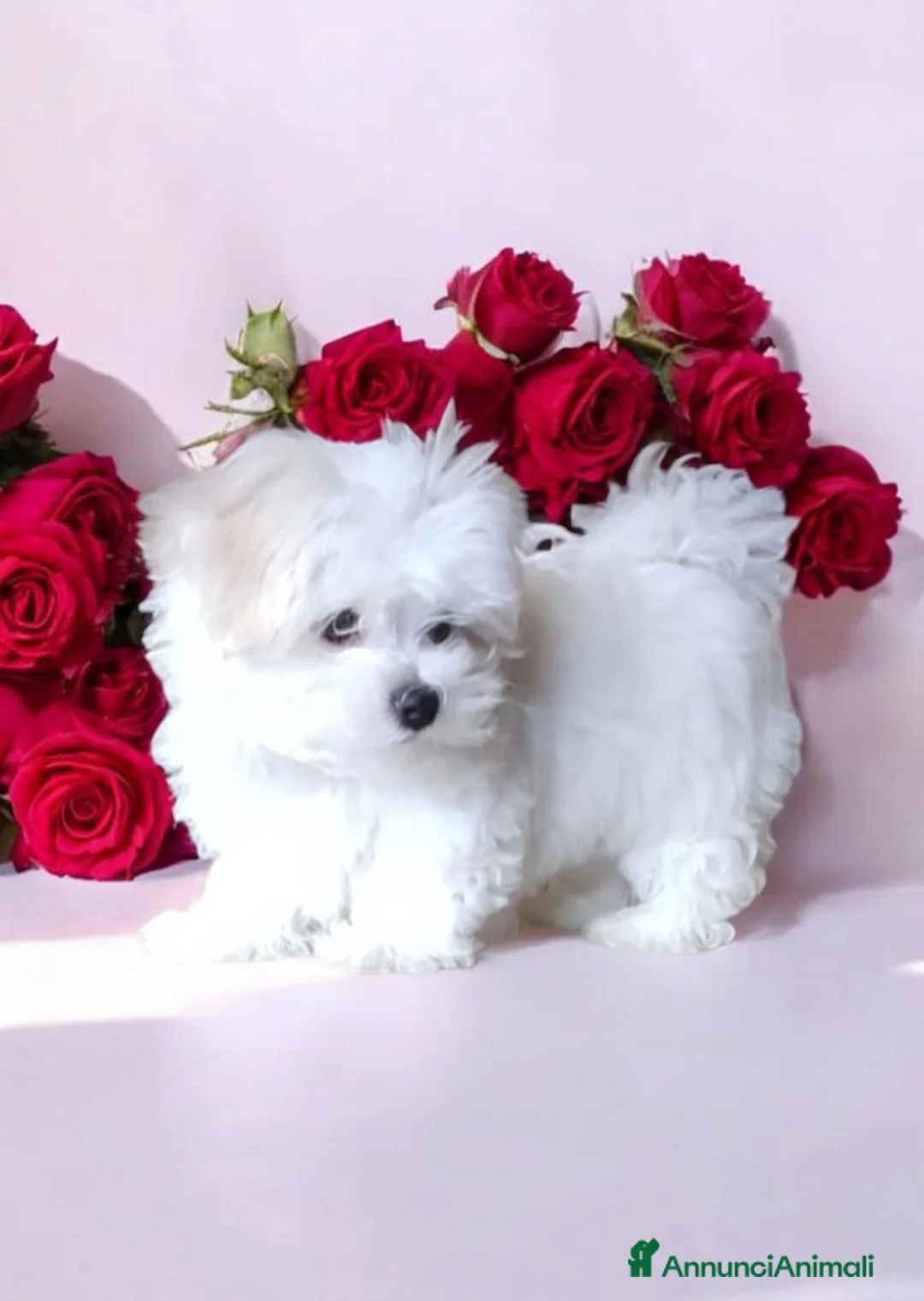 Immagine della galleria {{count}}