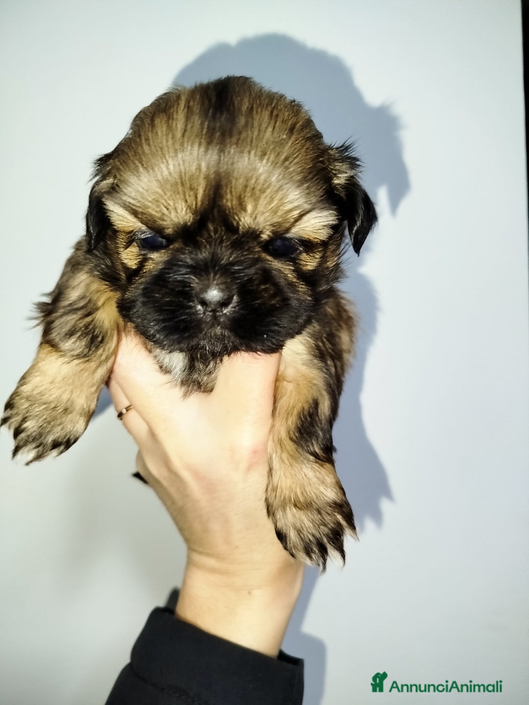 Shih Tzu cani in vendita: Cucciola di Shih Tzu Shitzu pedigree Enci  - Annuncio 3