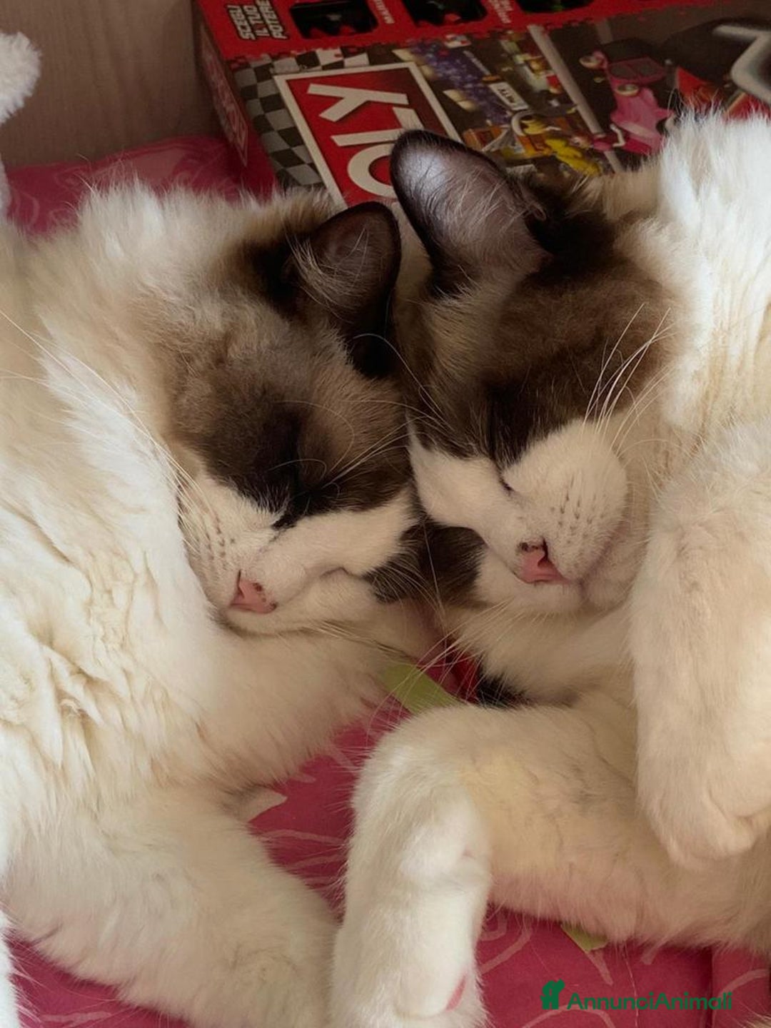 Immagine della galleria {{count}}