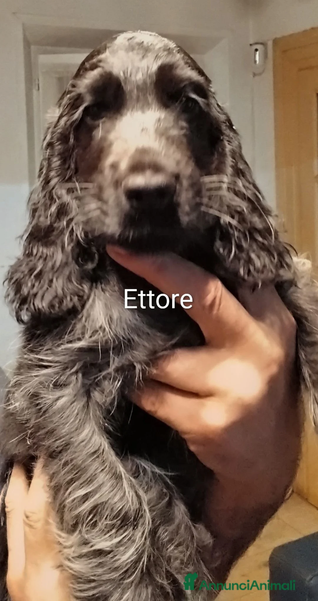 Cocker cani in vendita: Cucciolo Cocker Spaniel Inglese Blu Roano  - Annuncio 8