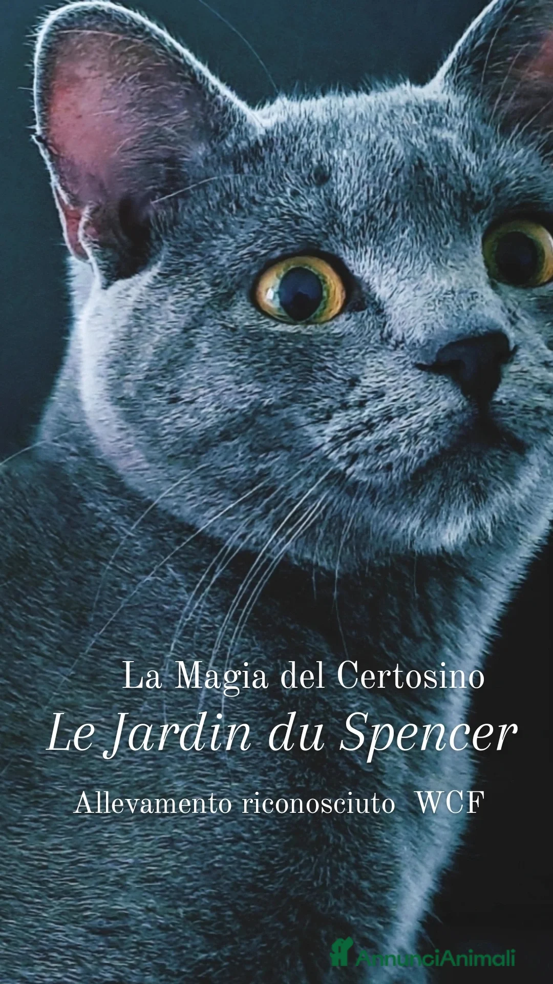 Certosino gatti in vendita: GATTINA CERTOSINA CON PEDIGREE - Annuncio 2