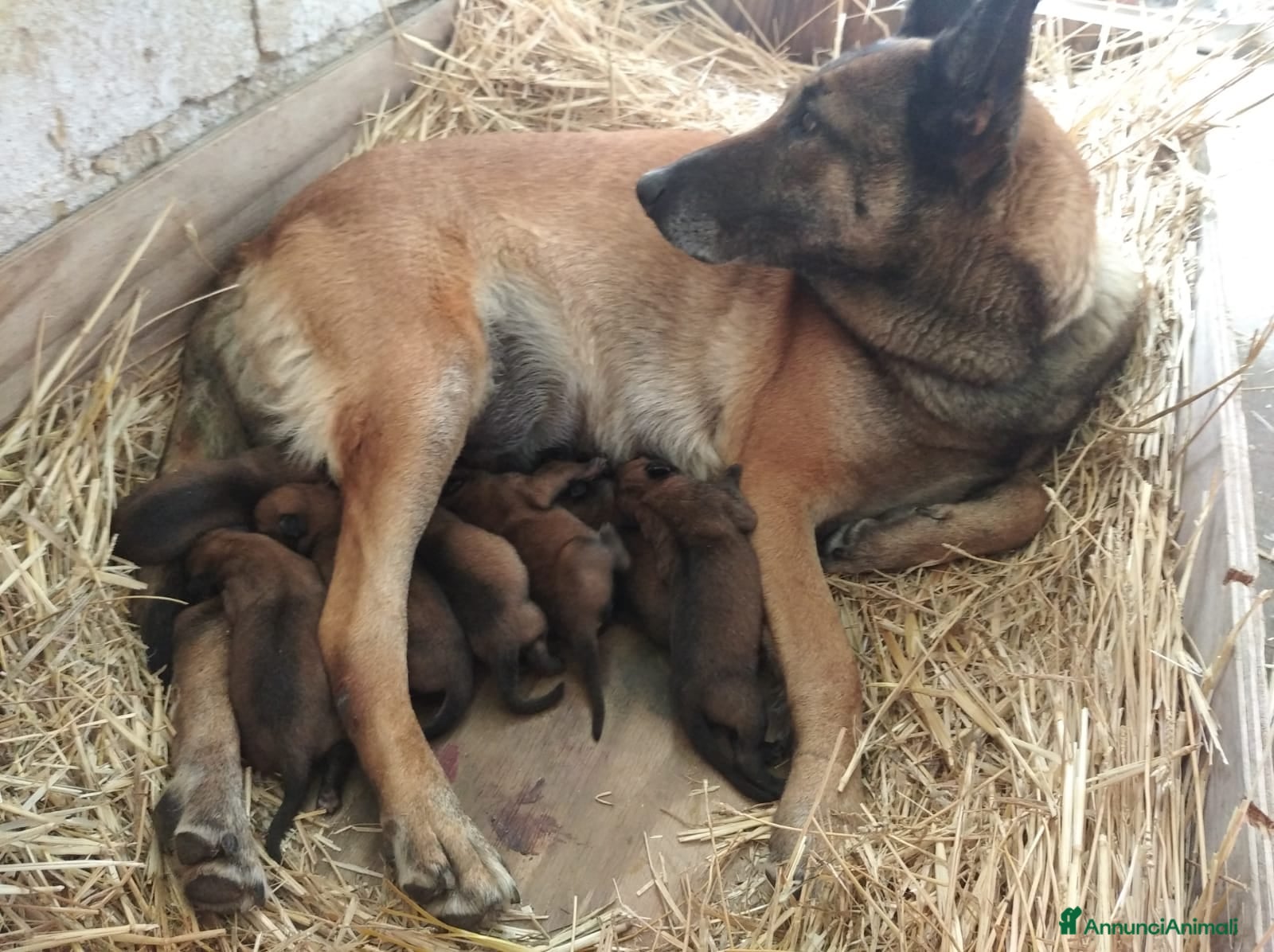 Pastore Belga cani Pastore Belga Malinois Puglia Campania Basilicata  a Città Metropolitana di Bari - Annuncio 2