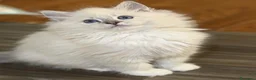 Ragdoll gatti in vendita: Splendidi cuccioli di ragdoll - Annuncio 6