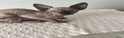 Sphynx gatti in vendita: Gatti Sphynx  - Annuncio 5