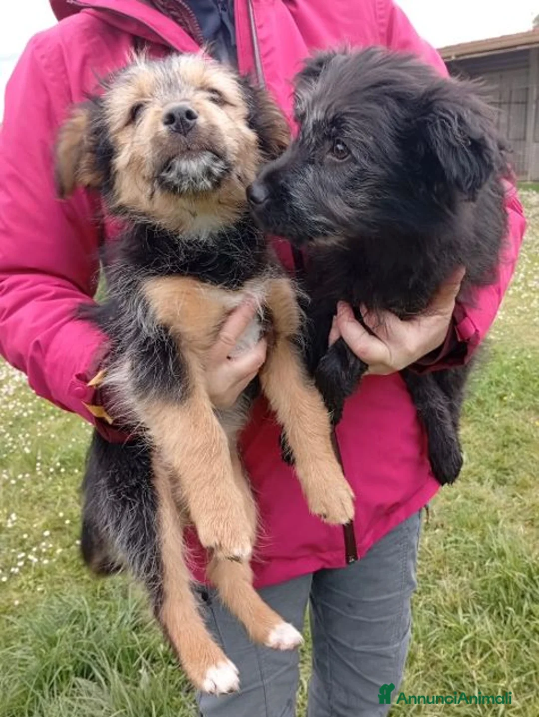 Meticcio cani in regalo: DAKOTA e ARES adorabili cuccioli a Città Metropolitana di Torino - Annuncio 6