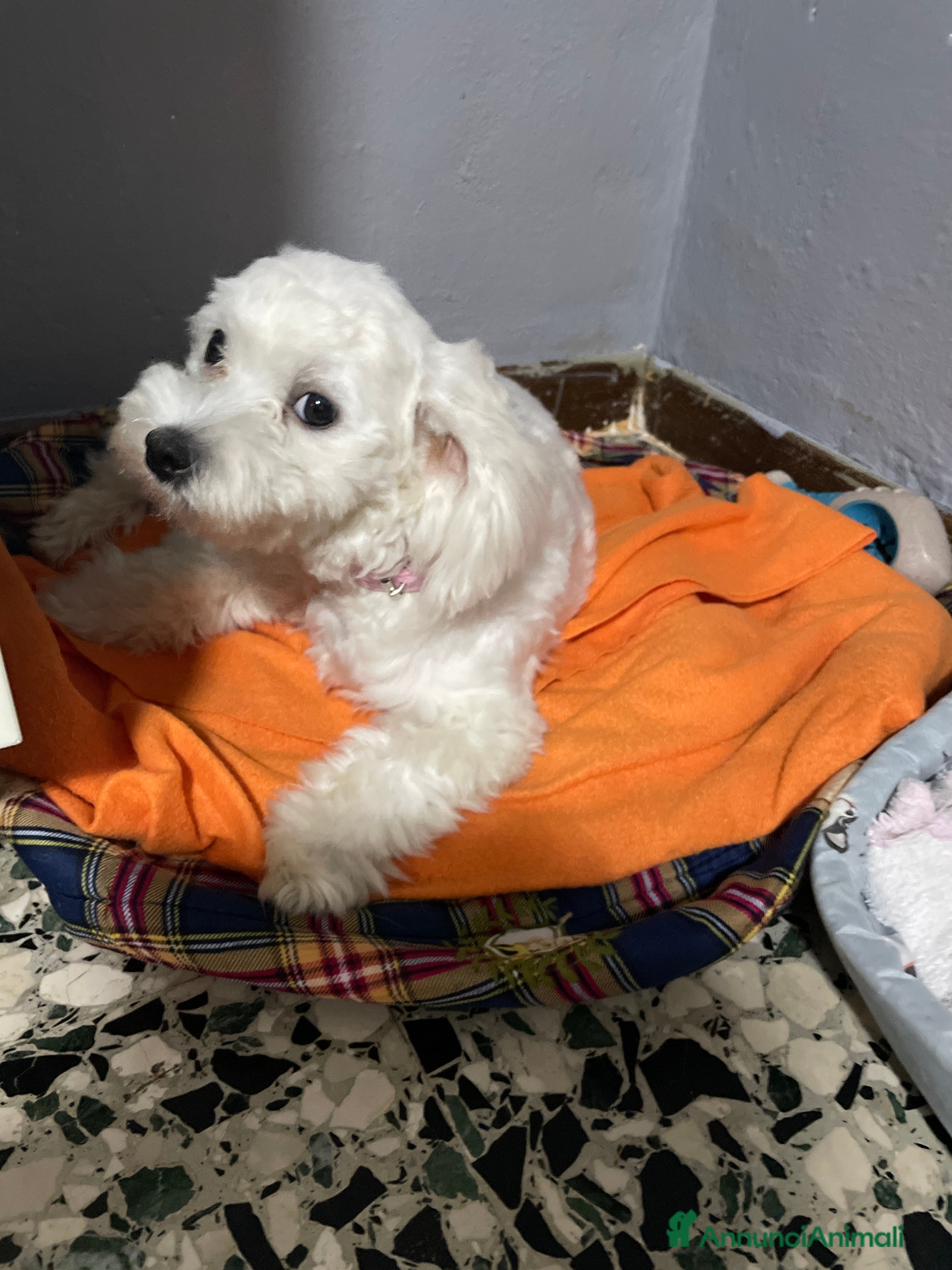 Maltese cani Vendita cane Maltese - Annuncio 2